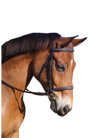 Avignon Nashville Bridle