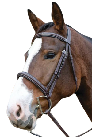 Avignon Ocala Bridle