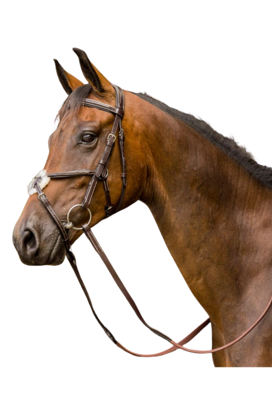 AVIGNON WOODSIDE BRIDLE