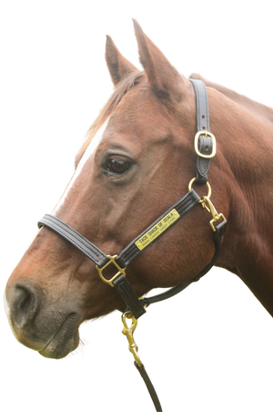 A brown leather  horse halter with solid brass hardware, shown on a horse's head.