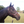 A brown leather stallion horse halter with solid brass hardware, shown on a horse's head.
