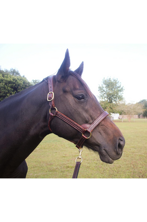 A brown leather stallion horse halter with solid brass hardware, shown on a horse's head.