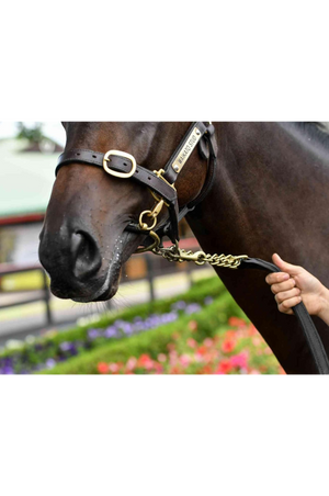 A leather shank with a metal chain link, typically used as part of a horse bit.