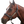 A brown horse wearing a brown leather halter with solid brass hardware.