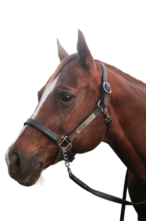 A brown horse wearing a brown leather halter with solid brass hardware.