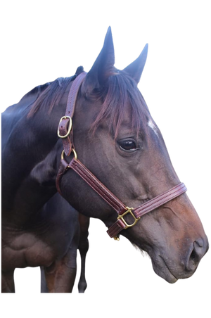 A brown leather stallion horse halter with solid brass hardware, shown on a horse's head.