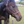 A brown leather stallion horse halter with solid brass hardware, shown on a horse's head.