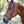 A brown horse wearing a black grooming halter with silver-colored buckles.