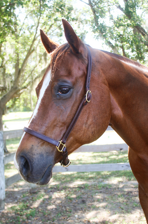 A brown horse wearing a black grooming halter with silver-colored buckles.