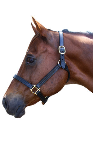 TS Sale/Show Leather Halter