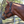 A brown leather horse halter with solid brass hardware, displayed on a horse.