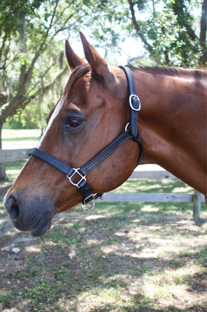 TS Sale/Show Leather Halter Adjustable Chin