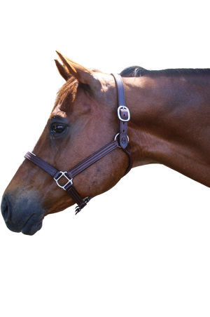 TS Sale/Show Leather Halter