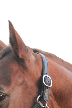 A leather halter crown on a horse's head.