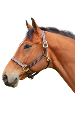 A brown horse wearing a Walsh British Triple Stitch Halter with English hand rubbed bridle leather, featuring contrasted Havana leather and white thread, solid brass hardware, adjustable crown, and a rolled throat with snap.