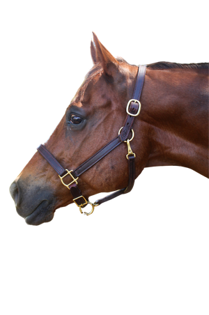 TS LEATHER TURN OUT HALTER ADJUSTABLE CHIN WITH SNAP