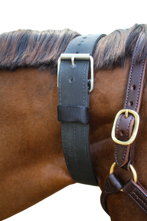 A black nylon cribbing strap with a metal buckle, fitted on a horse.