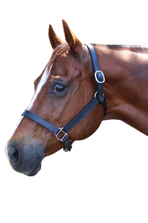 TS Sale/Show Leather Halter