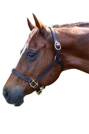 TS Sale/Show Leather Halter Adjustable Chin