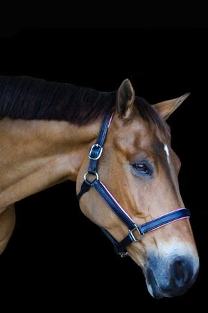 Custom Padded leather halter with brass or chrome hardware, handmade, lime green