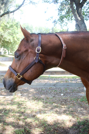 A brown leather neck strap with a brass name plate on a horse, used for identification.
