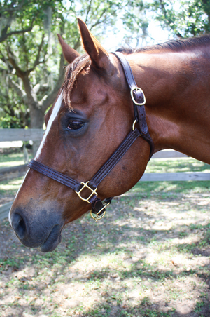 TS Sale/Show Leather Halter Adjustable Chin