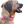 A dog wearing a pink biothane collar with brass hardware including a buckle and a D-ring.