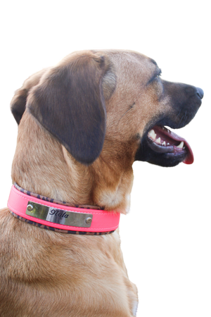 A dog wearing a pink biothane collar with brass hardware including a buckle and a D-ring.