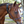 A black nylon cribbing strap with a metal buckle, fitted on a horse.