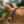 A brown horse wearing a Walsh British Triple Stitch Halter with English hand rubbed bridle leather, featuring contrasted Havana leather and white thread, solid brass hardware, adjustable crown, and a rolled throat with snap.