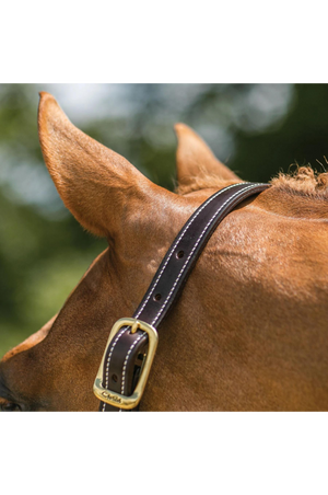 A brown horse wearing a Walsh British Triple Stitch Halter with English hand rubbed bridle leather, featuring contrasted Havana leather and white thread, solid brass hardware, adjustable crown, and a rolled throat with snap.