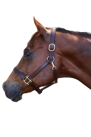 A brown leather horse halter with solid brass hardware, displayed on a horse.