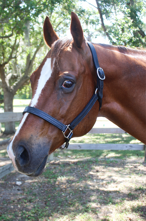 TS Sale/Show Leather Halter