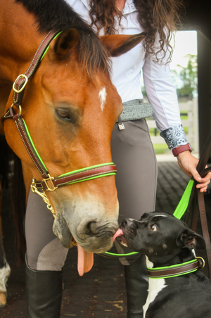 Custom Padded leather halter with brass or chrome hardware, handmade, lime green