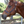 TS LEATHER TURN OUT HALTER ADJUSTABLE CHIN WITH SNAP