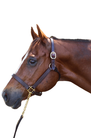 TS Sale/Show Leather Halter