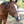 A black nylon cribbing strap with a metal buckle, fitted on a horse.