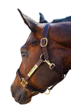 TS Sale/Show Halter Adjustable Chin With Snap