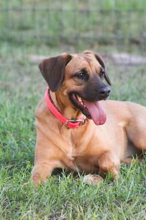 A dog wearing a biothane collar with brass hardware including a buckle and a D-ring.
