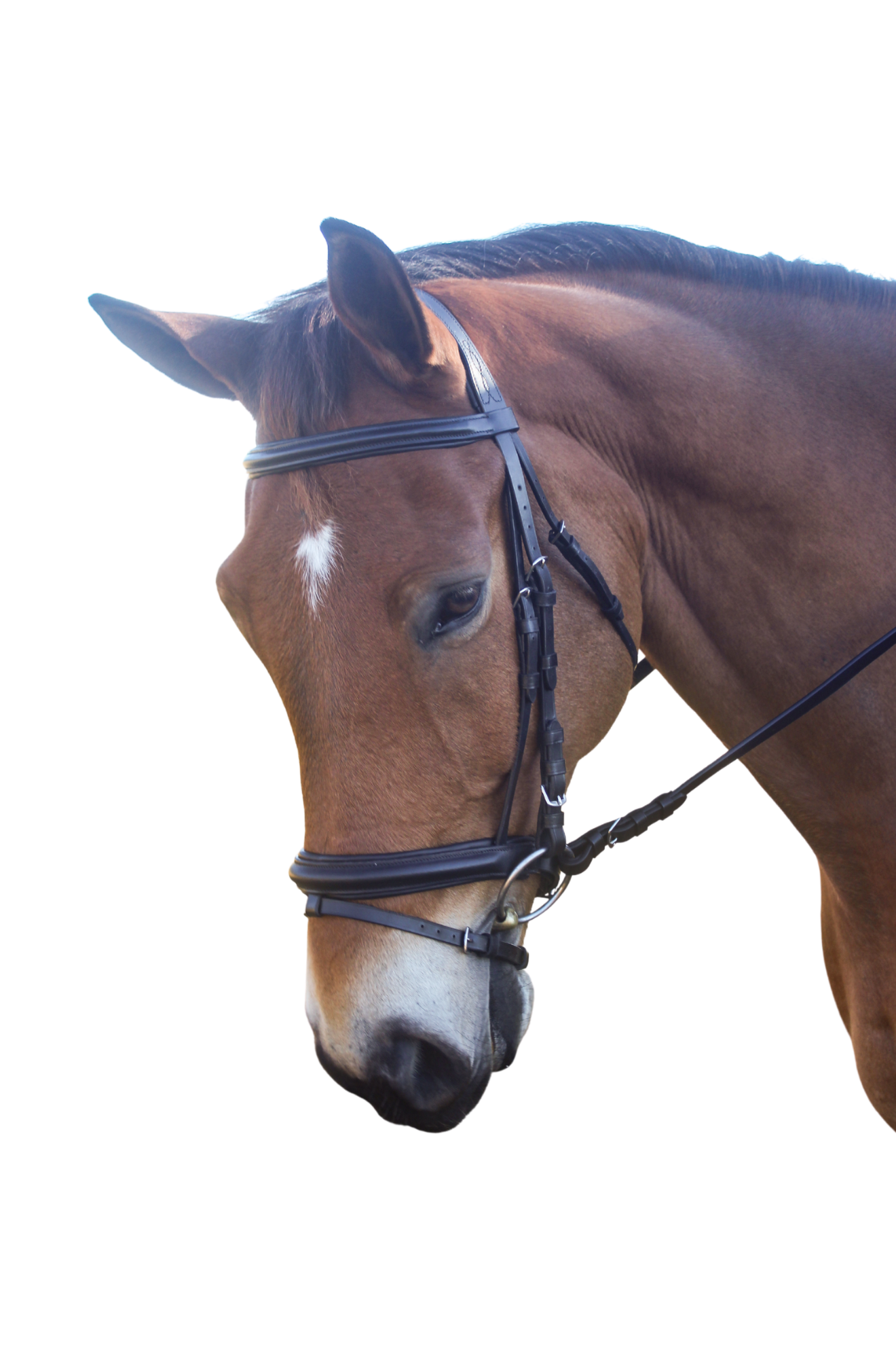 AVIGNON ASPEN BRIDLE