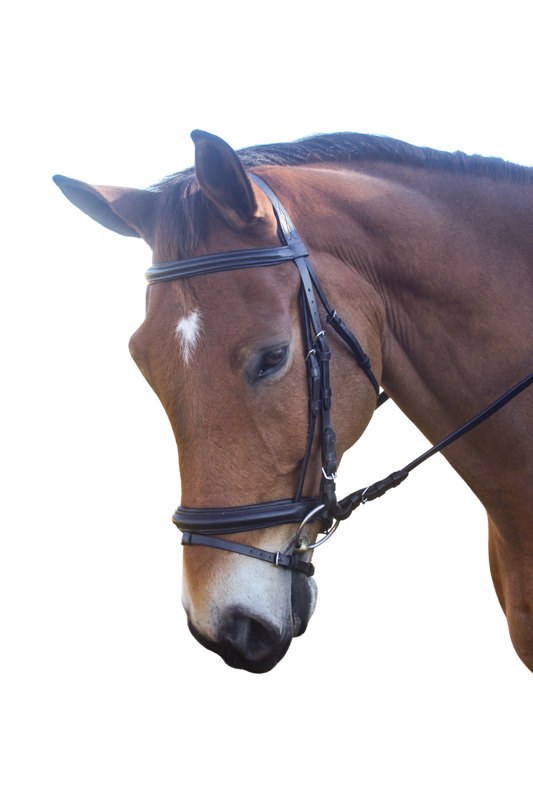 AVIGNON ASPEN BRIDLE