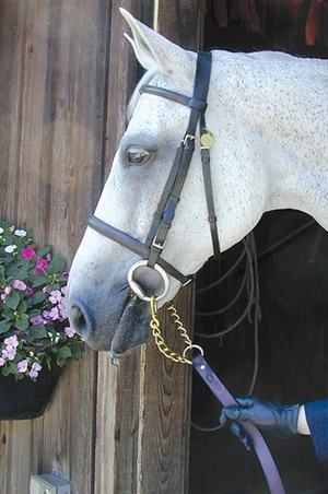 A brown leather horse show shank with brass hardware, coiled and laid out with a metal chain attached for bit attachment.