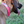 A dog wearing a biothane collar with brass hardware including a buckle and a D-ring.