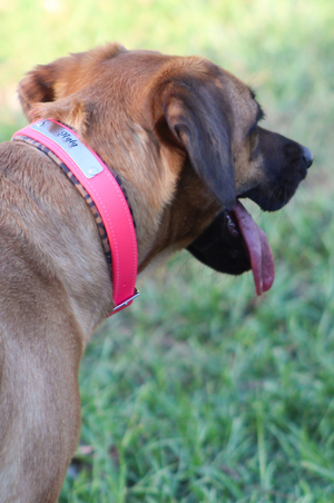A dog wearing a biothane collar with brass hardware including a buckle and a D-ring.