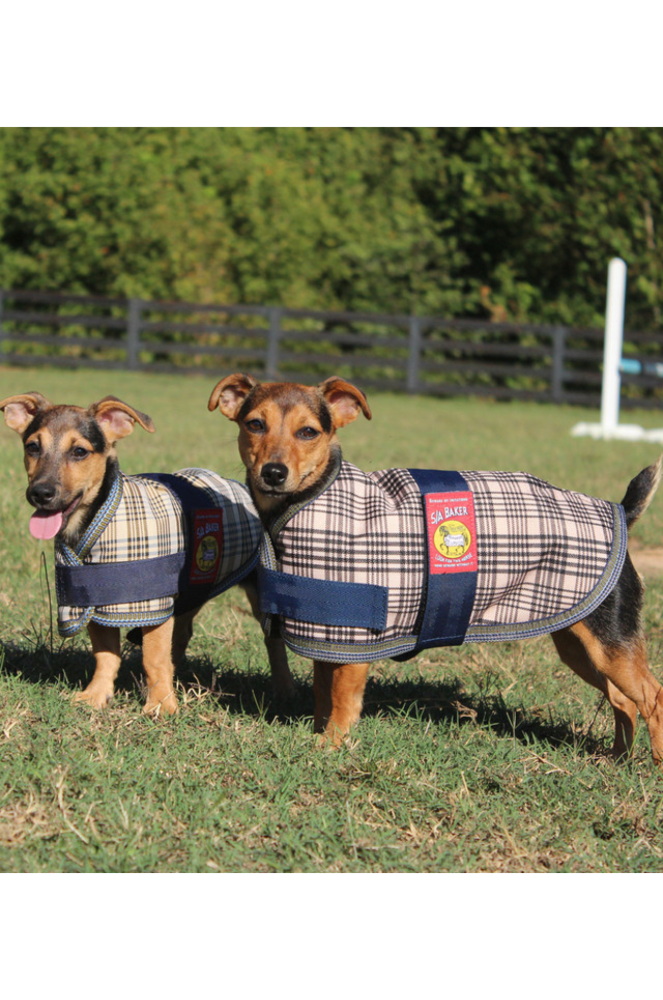 5/A BAKER DOG BLANKET