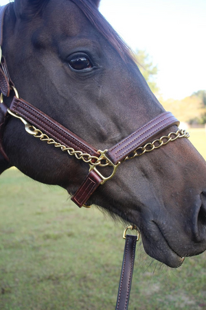 A black leather horse lead with a solid brass shank and chain.