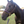 A black leather horse lead with a solid brass shank and chain.