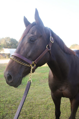 A black leather horse lead with a solid brass shank and chain.