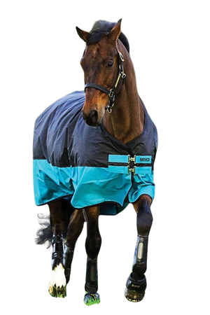A horse wearing a blue and black Horseware Mio Turnout Lite Sheet with leg arches and surcingle closures.