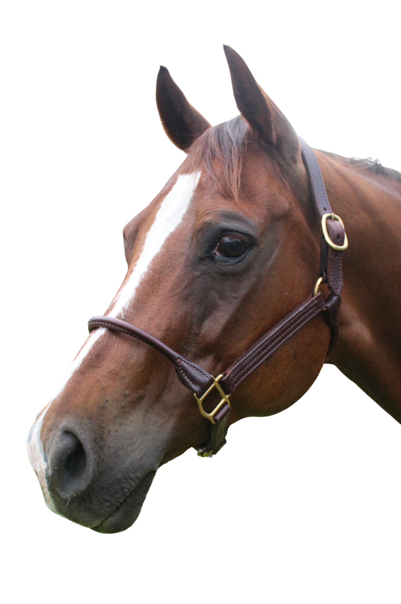 TS SALE/SHOW LEATHER HALTER WITH ROLLED NOSE